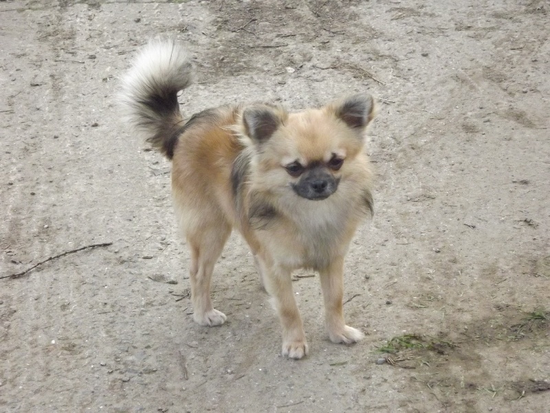 Les Chihuahua de l'affixe du Domaine Du Chigny