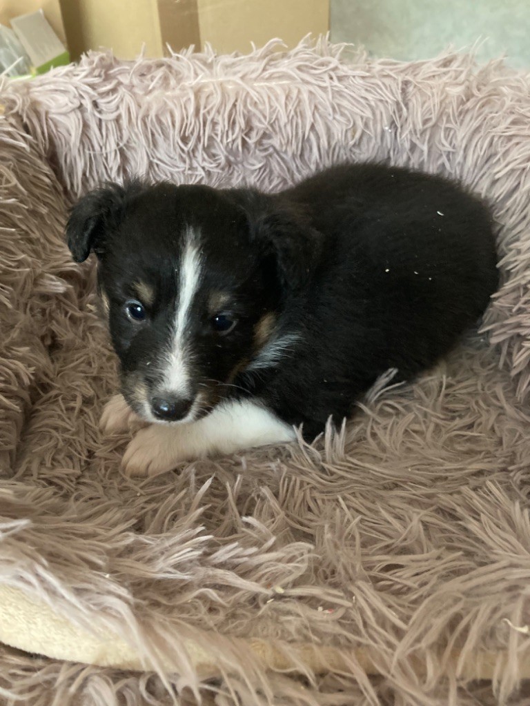 du Domaine Du Chigny - Chiot disponible  - Shetland Sheepdog