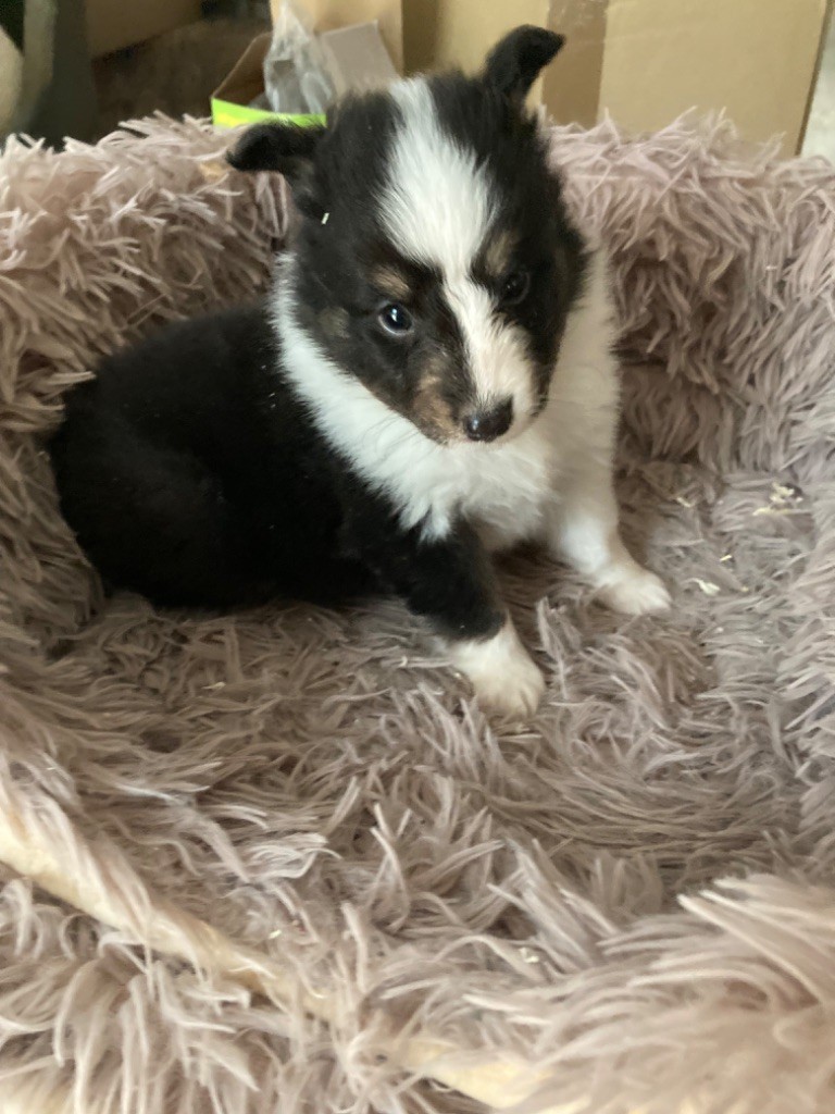 du Domaine Du Chigny - Chiot disponible  - Shetland Sheepdog