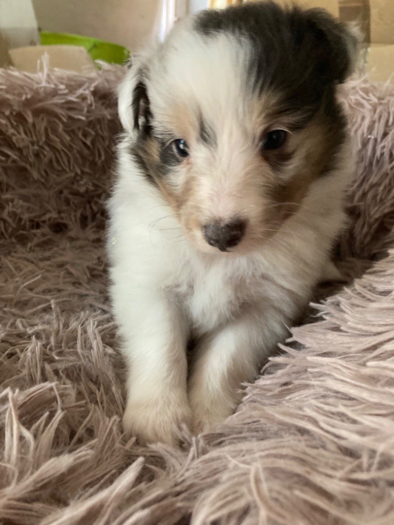 du Domaine Du Chigny - Chiot disponible  - Shetland Sheepdog