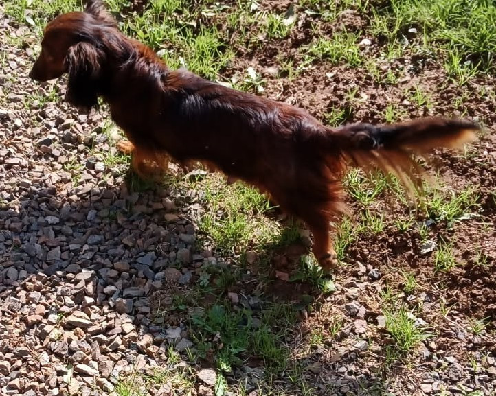 Poppie du Domaine Du Chigny