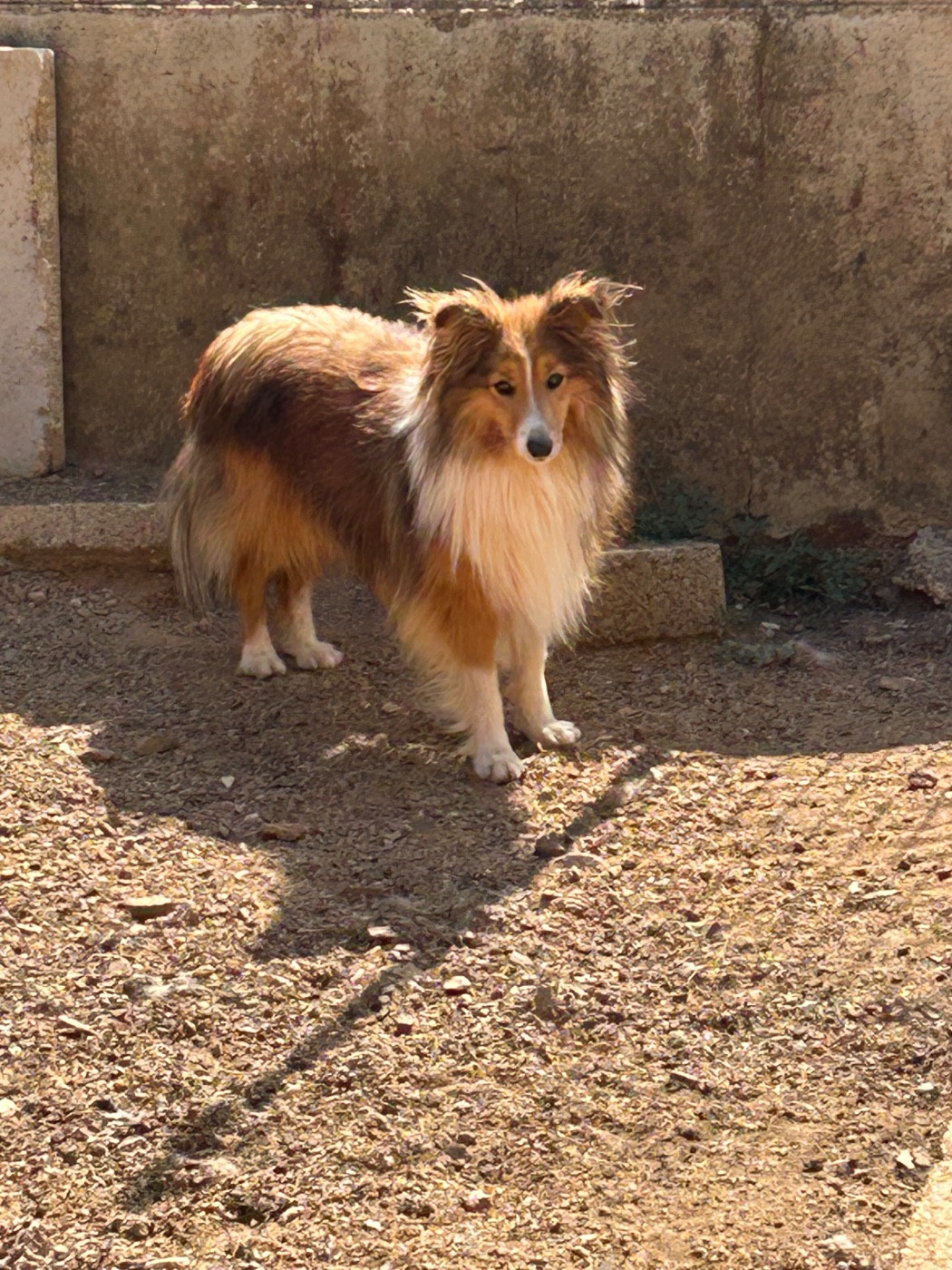 THALION du Domaine Du Chigny