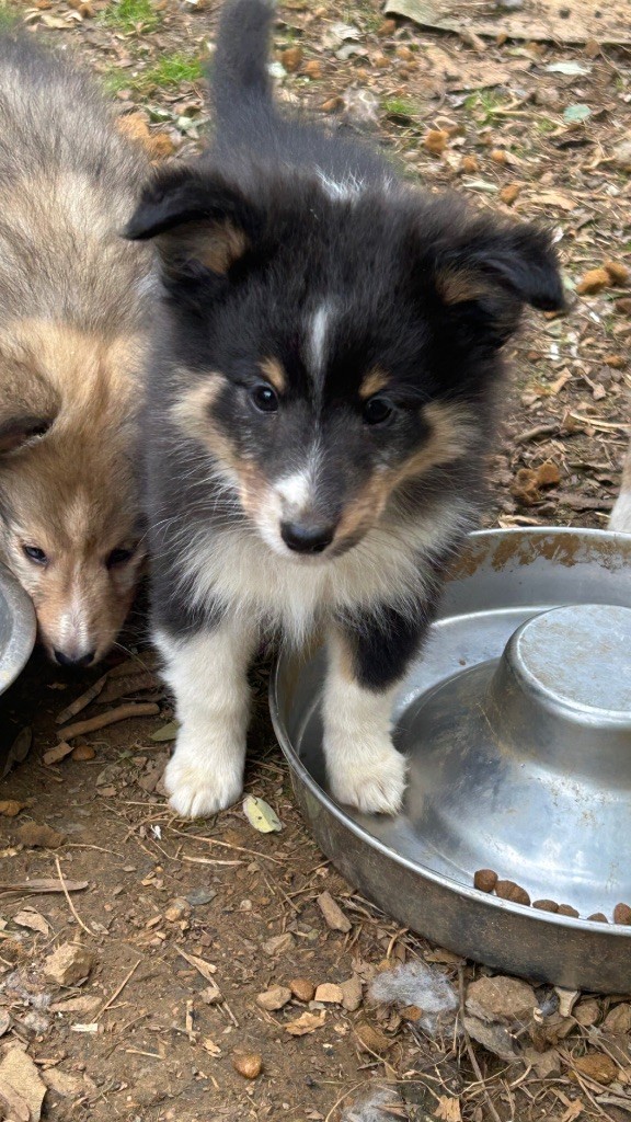 du Domaine Du Chigny - Chiots disponibles - Shetland Sheepdog