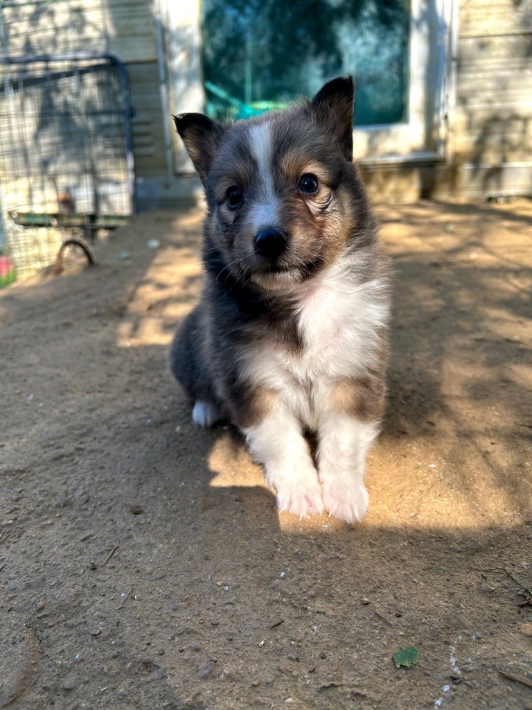 du Domaine Du Chigny - Chiots disponibles - Shetland Sheepdog