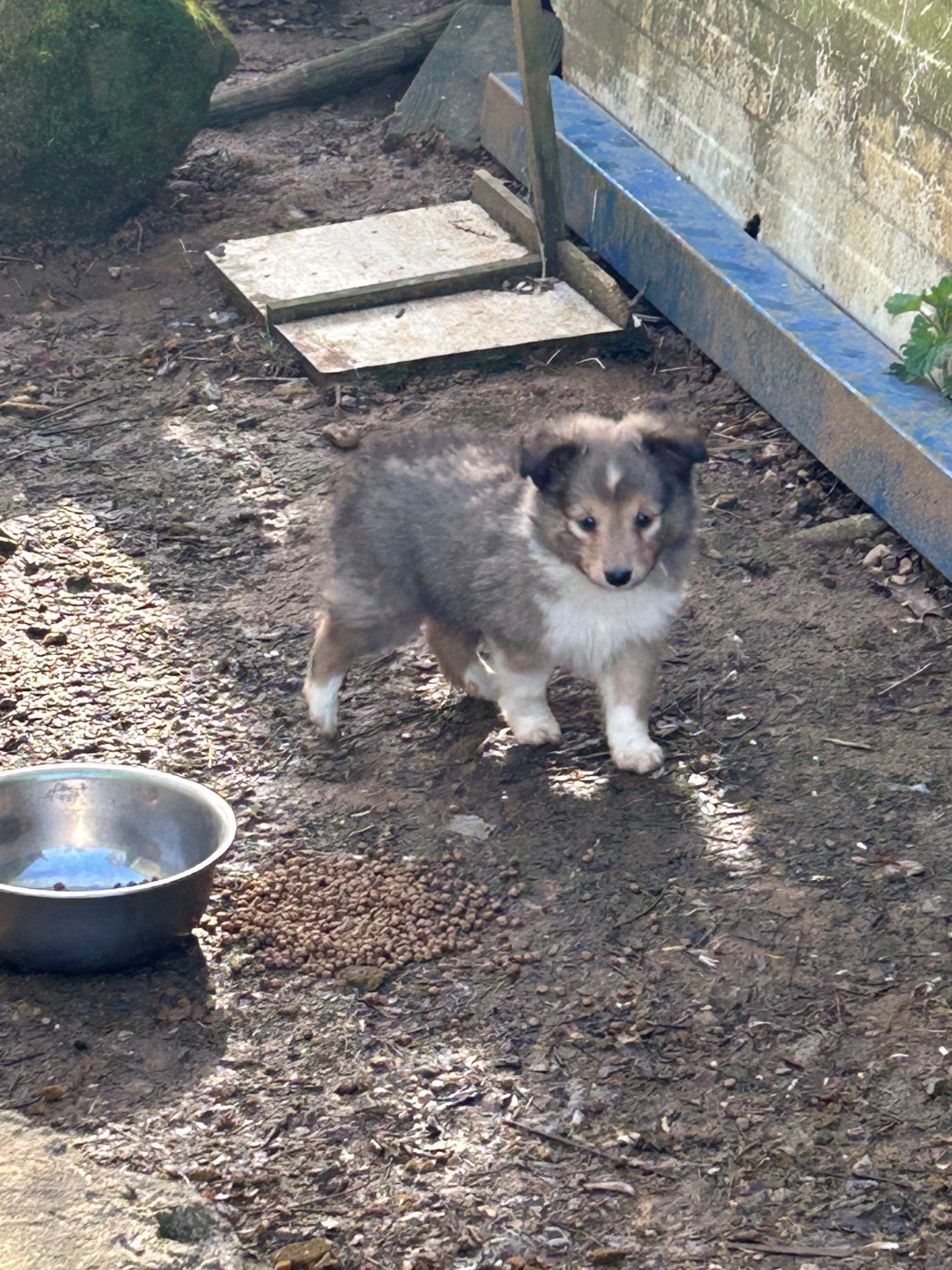 du Domaine Du Chigny - Chiots disponibles - Shetland Sheepdog