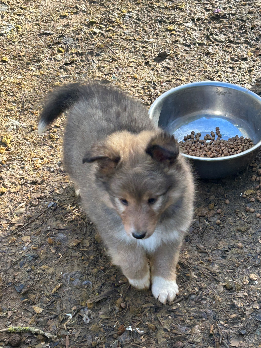 du Domaine Du Chigny - Chiots disponibles - Shetland Sheepdog