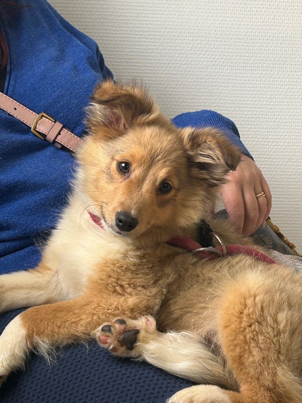du Domaine Du Chigny - Chiots disponibles - Shetland Sheepdog