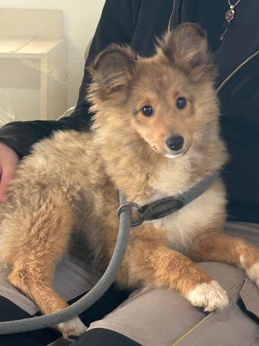 du Domaine Du Chigny - Chiots disponibles - Shetland Sheepdog