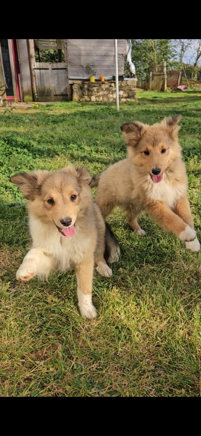 du Domaine Du Chigny - Shetland Sheepdog - Portée née le 29/12/2025