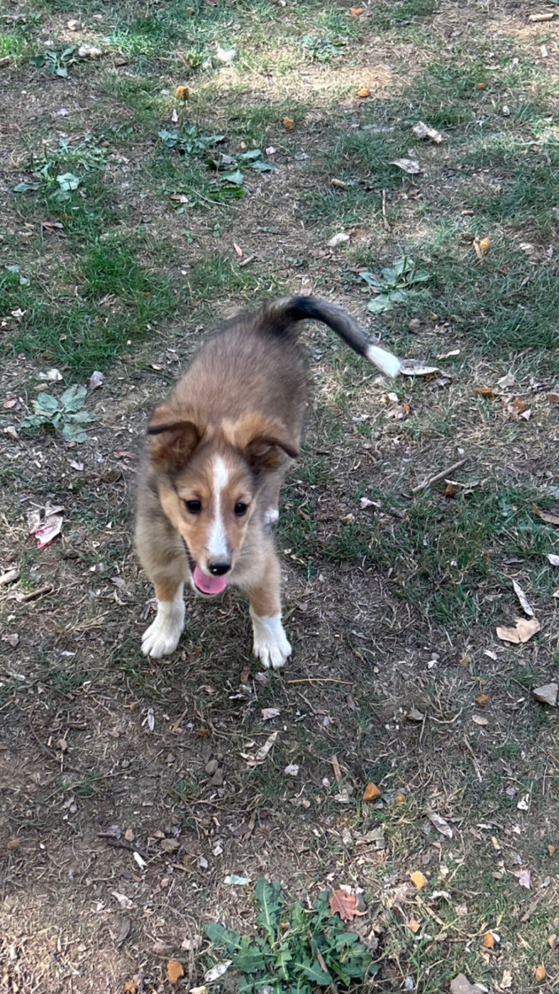 du Domaine Du Chigny - Chiots disponibles - Shetland Sheepdog