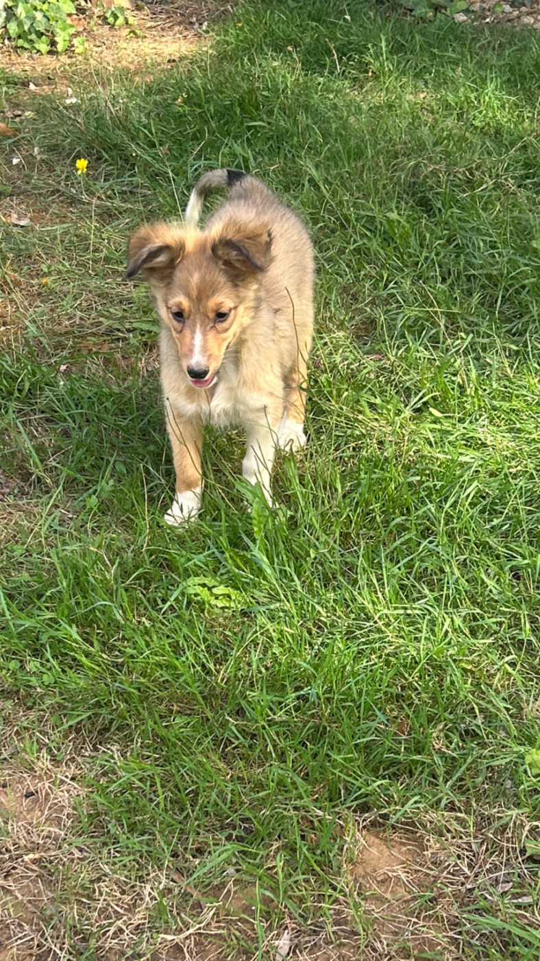 du Domaine Du Chigny - Chiots disponibles - Shetland Sheepdog