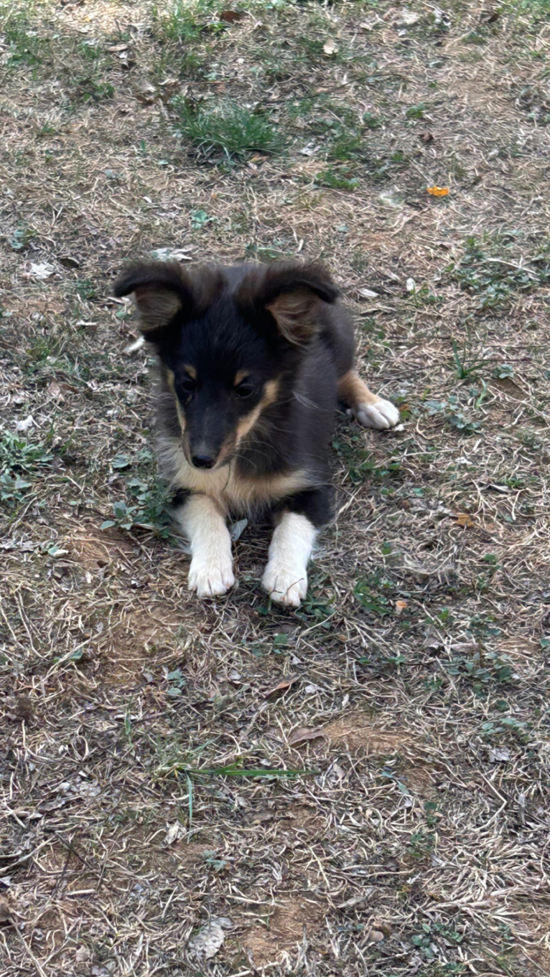du Domaine Du Chigny - Chiots disponibles - Shetland Sheepdog
