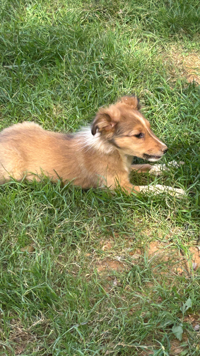 du Domaine Du Chigny - Chiots disponibles - Shetland Sheepdog