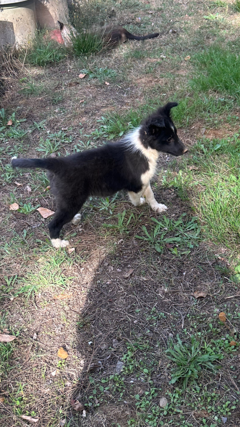 du Domaine Du Chigny - Chiots disponibles - Shetland Sheepdog