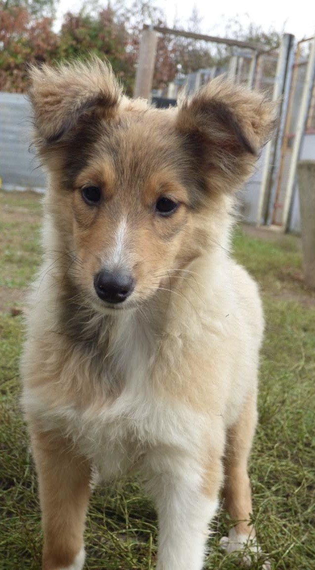 du Domaine Du Chigny - Chiots disponibles - Shetland Sheepdog