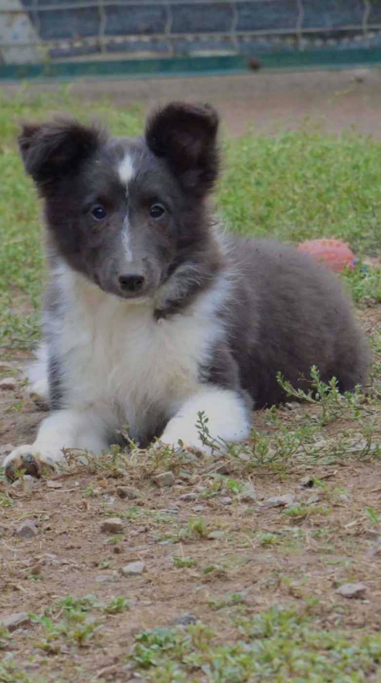 du Domaine Du Chigny - Chiots disponibles - Shetland Sheepdog
