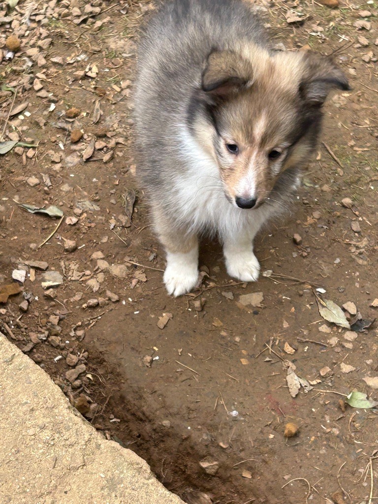 du Domaine Du Chigny - Chiots disponibles - Shetland Sheepdog