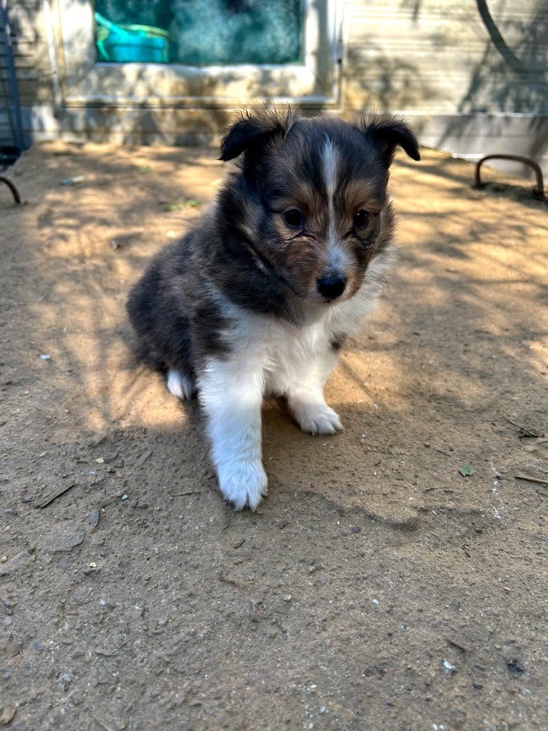 du Domaine Du Chigny - Chiots disponibles - Shetland Sheepdog