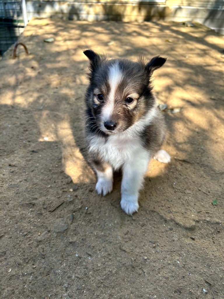 du Domaine Du Chigny - Chiots disponibles - Shetland Sheepdog