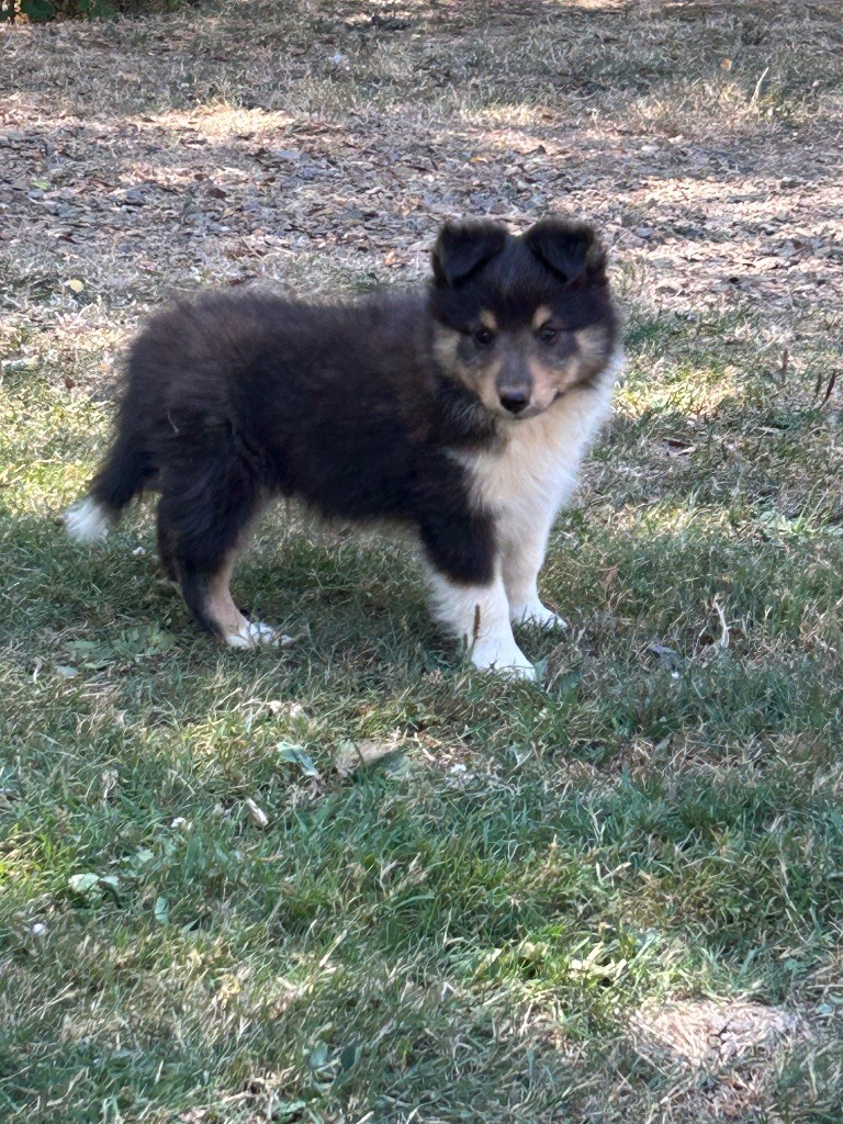 du Domaine Du Chigny - Chiots disponibles - Shetland Sheepdog