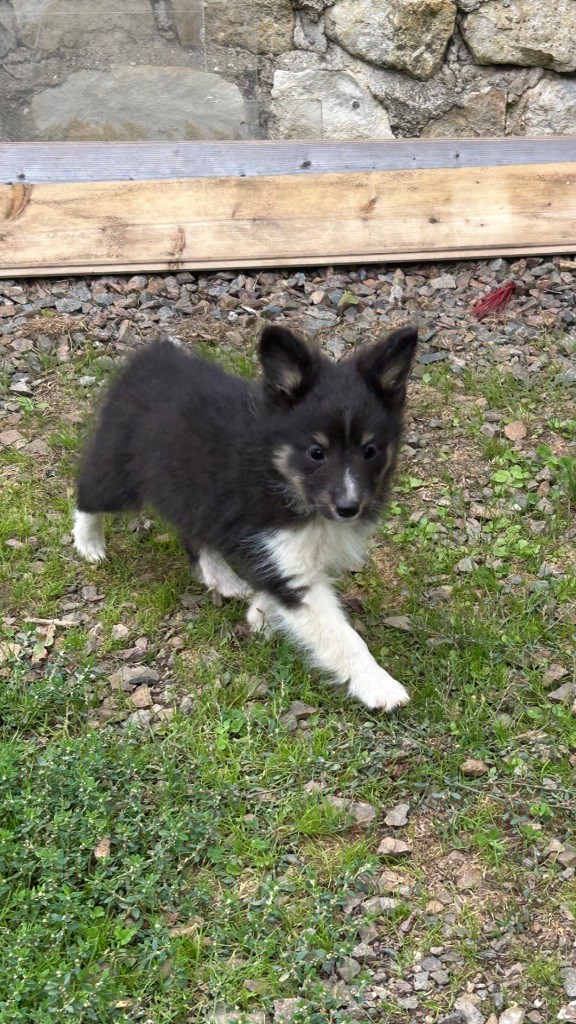 du Domaine Du Chigny - Chiots disponibles - Shetland Sheepdog