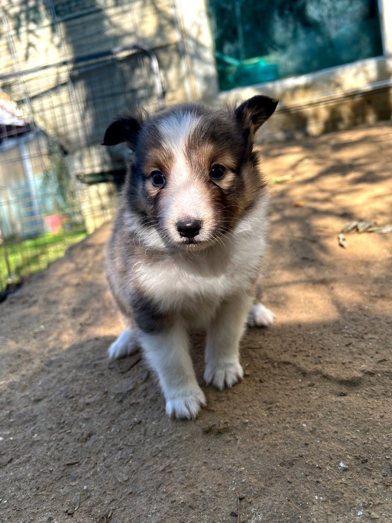 du Domaine Du Chigny - Chiots disponibles - Shetland Sheepdog