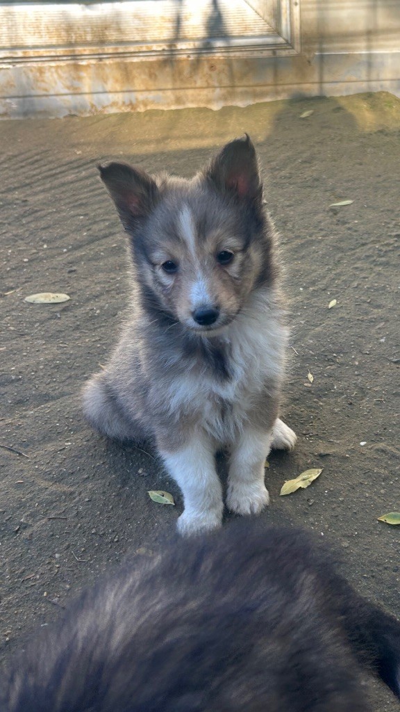du Domaine Du Chigny - Chiots disponibles - Shetland Sheepdog