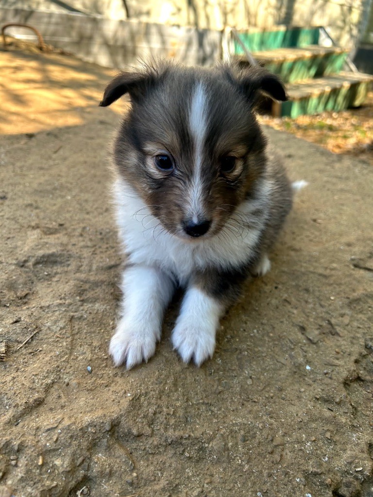 du Domaine Du Chigny - Chiots disponibles - Shetland Sheepdog