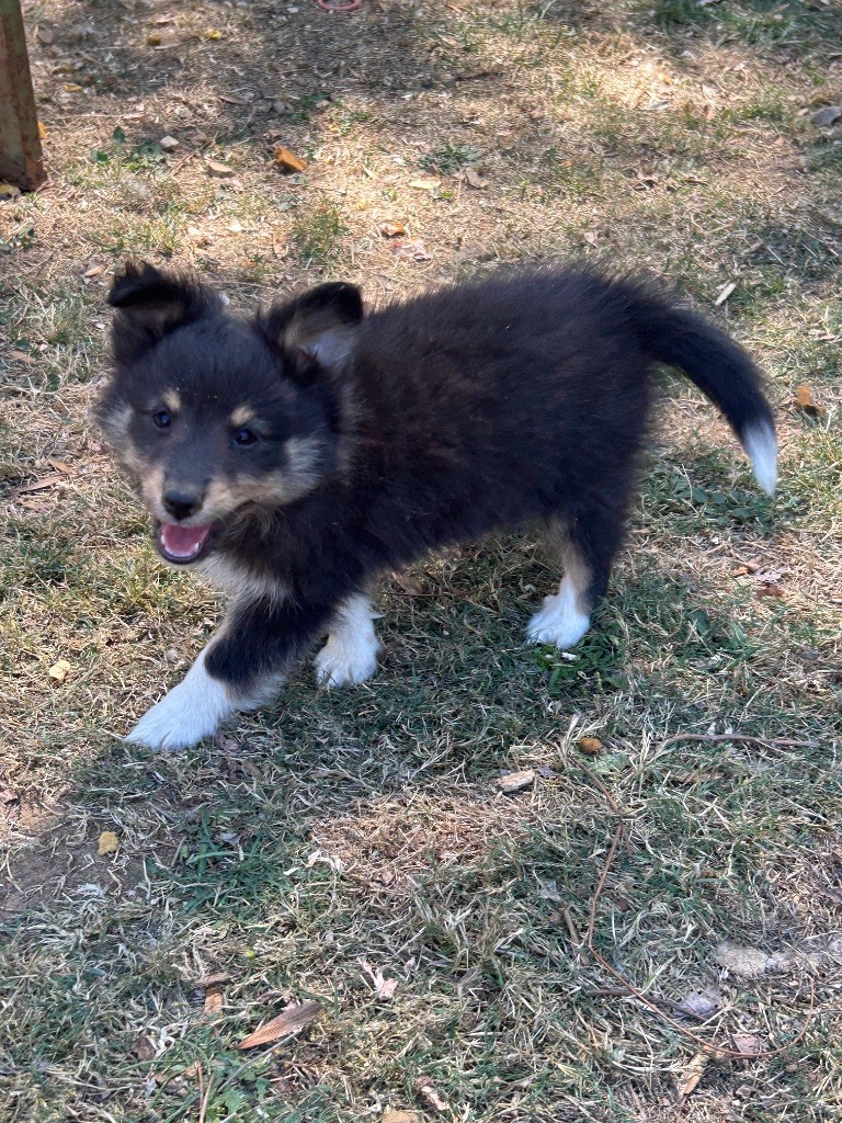 du Domaine Du Chigny - Chiots disponibles - Shetland Sheepdog