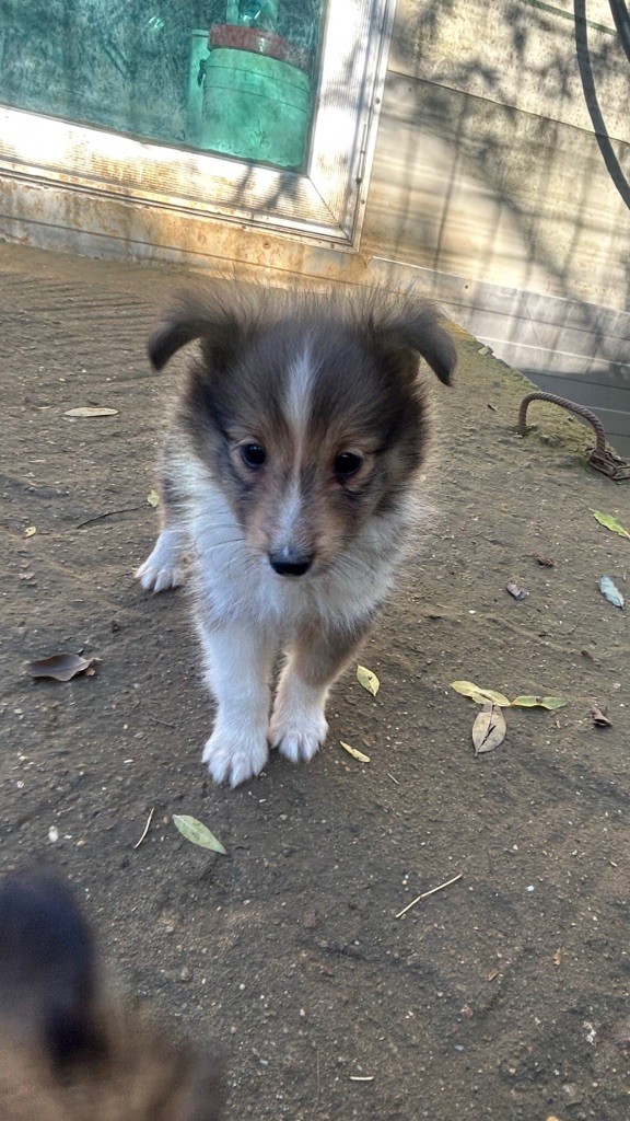 du Domaine Du Chigny - Chiots disponibles - Shetland Sheepdog